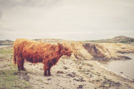 Will Animals Ever Rule the World?
