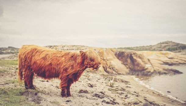 Will Animals Ever Rule the World?